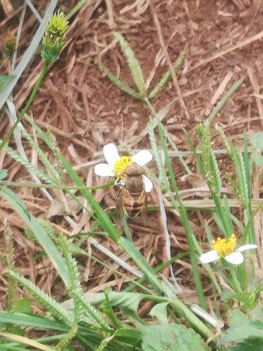 Stripe-eyed Lagoon Fly