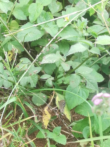 Marsh Ringlet
