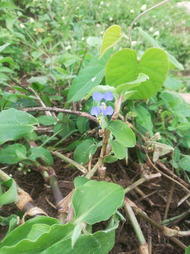 Benghal Dayflower