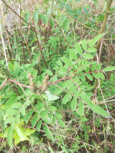Indigofera astragalina