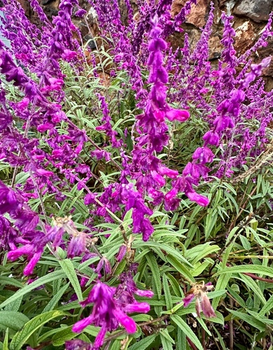 Mexican Bush Sage