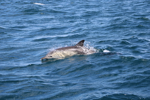 Delphinus delphis