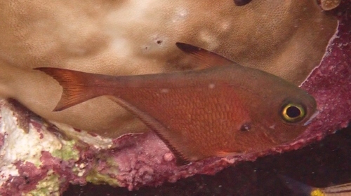 Copper Sweeper — seen at this dive site