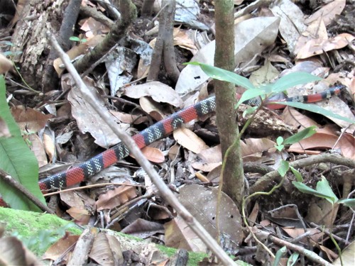 Guibe's Flame Snake