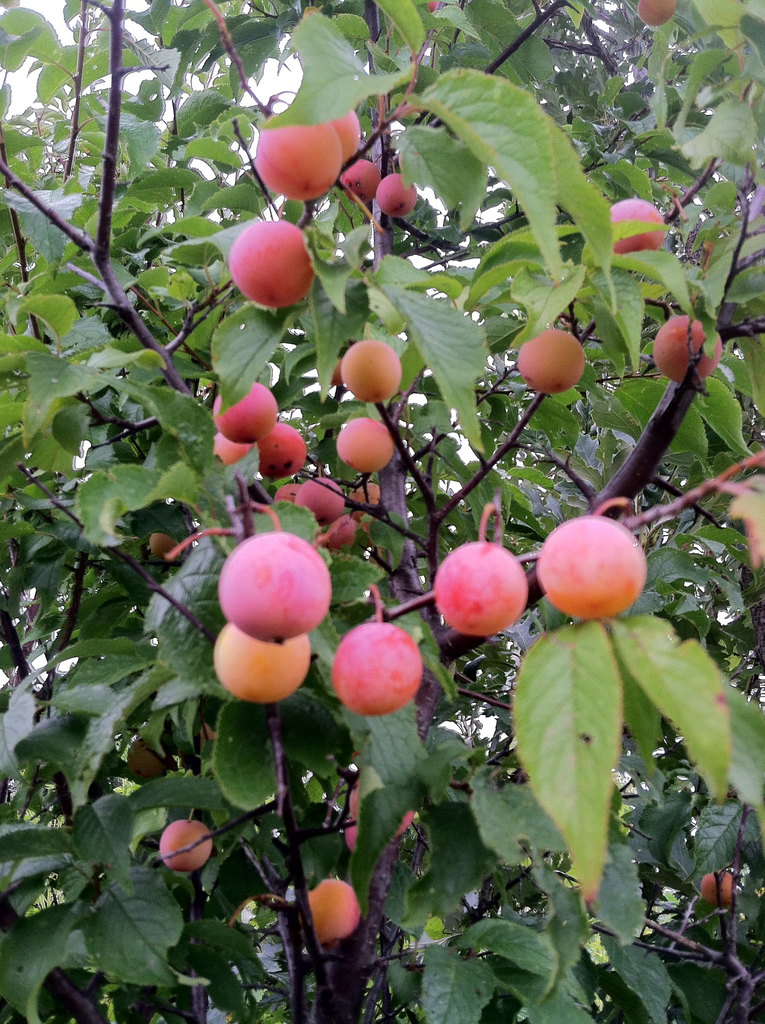 Prunus americana