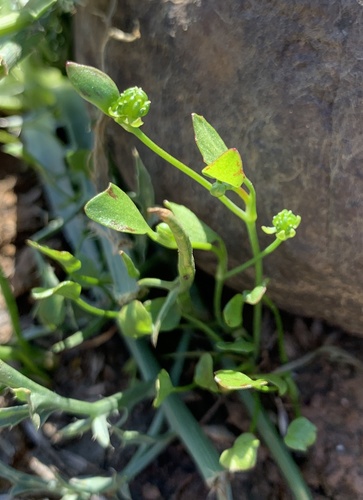 iNaturalist observation photo of Ranunculus bonariensis trisepalus