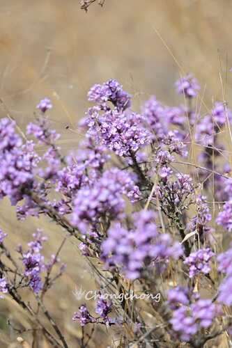lilac daphne