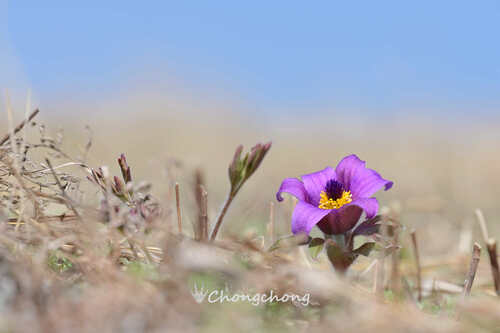 Pulsatilla chinensis