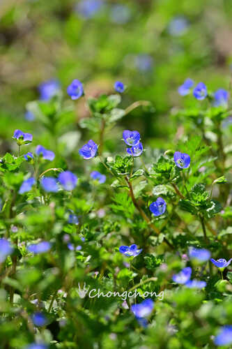 bird's-eye speedwell