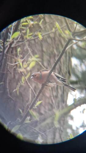 Common Chaffinch