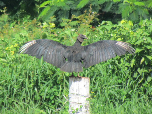 Black Vulture