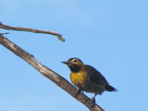 Campo Flicker