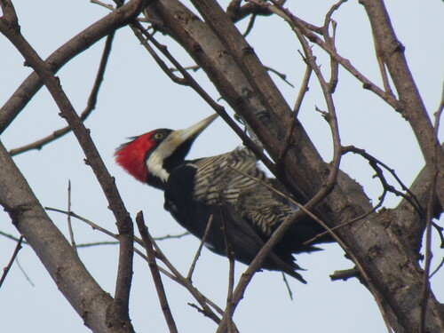 Crimson-crested Woodpecker