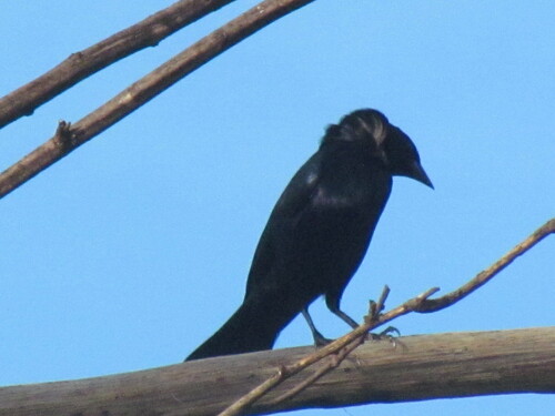 Shiny Cowbird