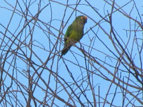 Peach-fronted Parakeet