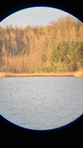 Common Crane