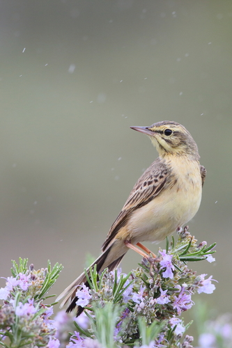 Tawny Pipit