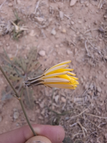 Launaea nudicaulis