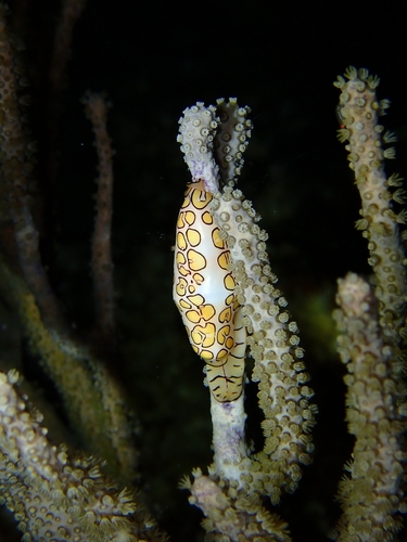 Cyphoma gibbosum