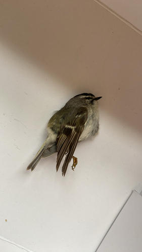 Golden-crowned Kinglet