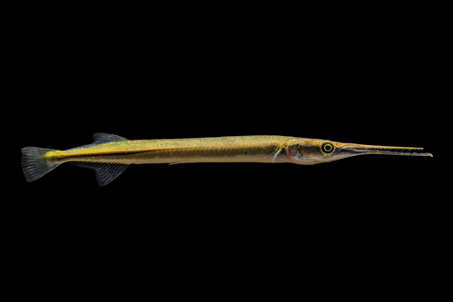 Indochinese Needlefish
