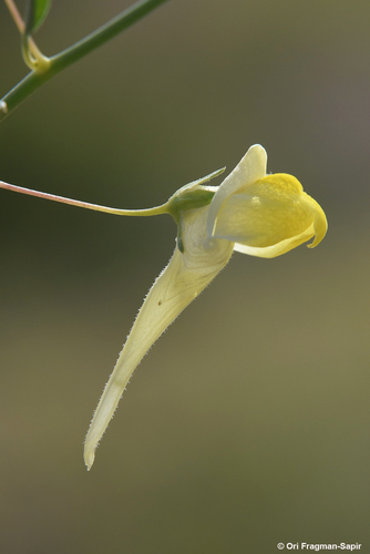 Nanorrhinum scoparium (Brouss. ex Spreng.) Yousefi & Zarre