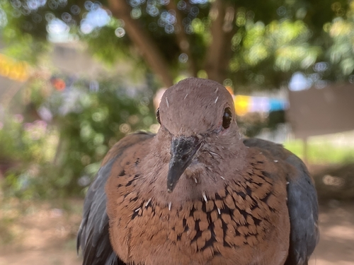 Laughing Dove