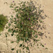 Erodium glaucophyllum - Photo (c) Ori Fragman-Sapir, todos los derechos reservados, subido por Ori Fragman-Sapir