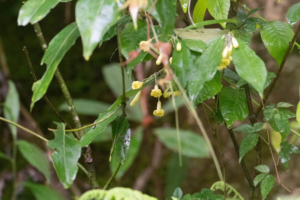 Pitosporo enano
