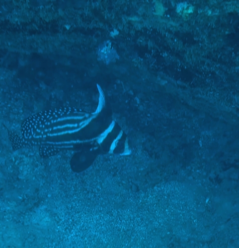 Eques punctatus