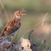 Dupont's Lark - Photo (c) Carlos N. G. Bocos, all rights reserved, uploaded by Carlos N. G. Bocos