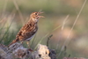 Dupont's Lark - Photo (c) Carlos N. G. Bocos, all rights reserved, uploaded by Carlos N. G. Bocos