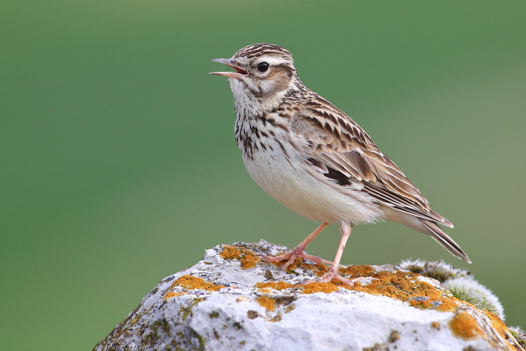 Wood Lark photo