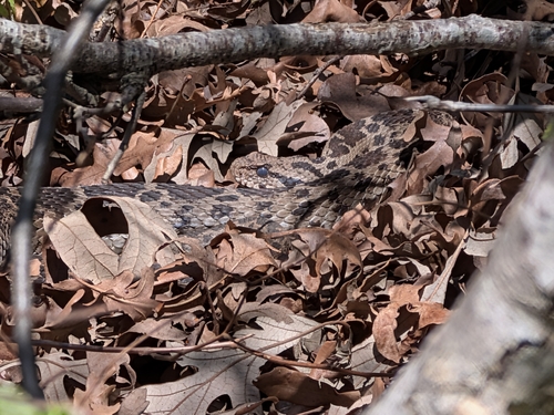 Mountain Viper