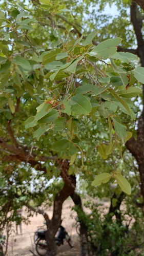 jackalberry