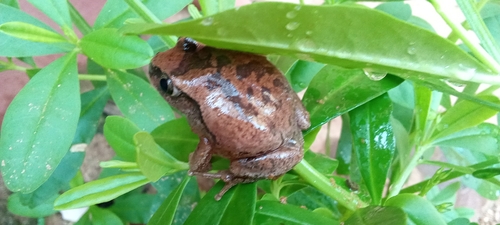 Rusty Forest Tree Frog