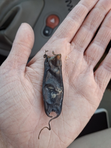 Scyliorhinus canicula