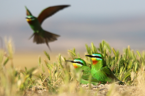 Blue-cheeked Bee-eater