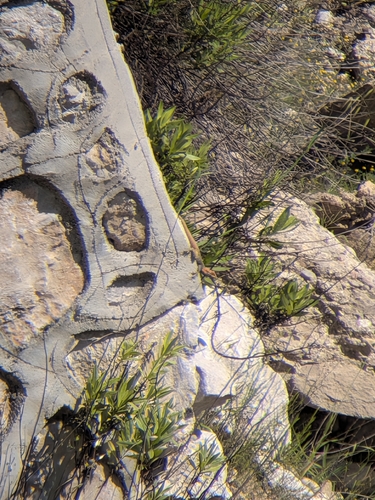 Roughtail Rock Agama