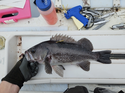 Sebastes melanops