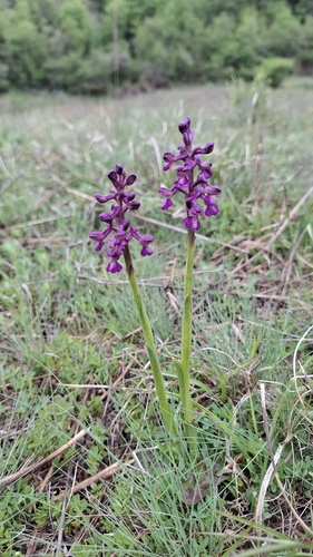 green-winged orchid