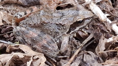 Greek frog