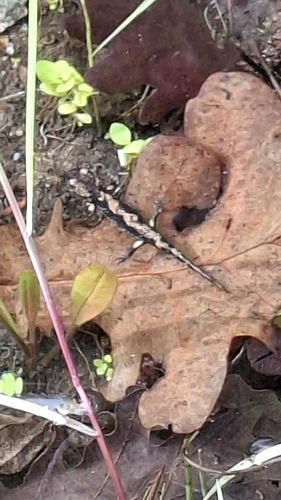 Fire Salamander