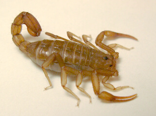 Serradigitus wupatkiensis