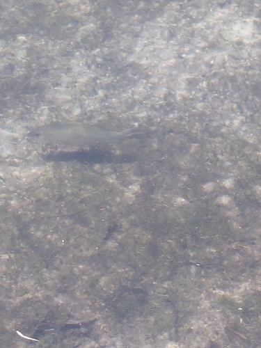 Lutjanus griseus