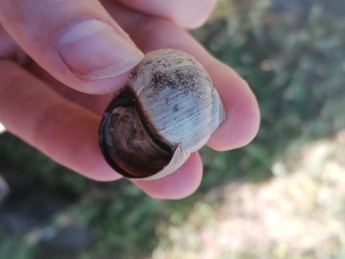 Helix melanostoma