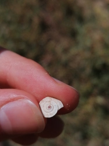 Xerosecta explanata