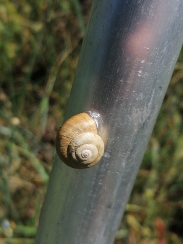 Theba pisana