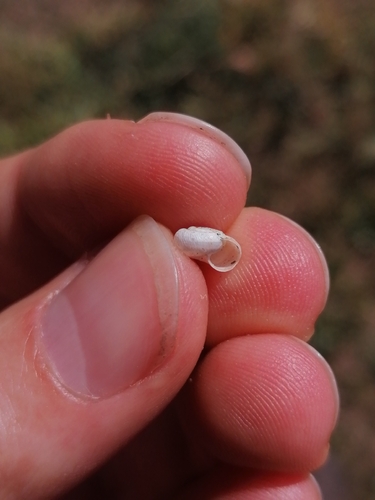 Xerotricha apicina