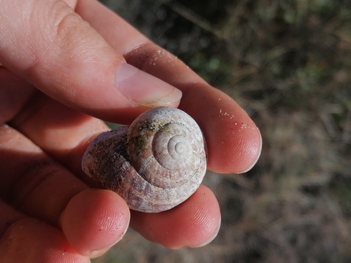 Eobania vermiculata